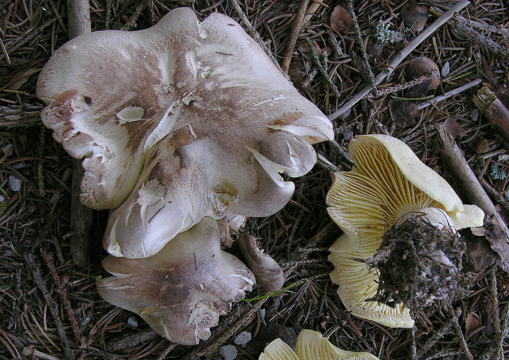 Proposta di studio di Tricholoma saponaceum